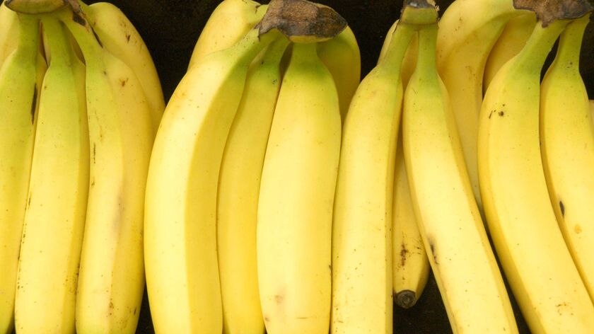 Qld scientists GM banana plant - ABC News