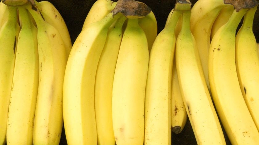 Disease threat: The NT banana industry is facing a potentially devastating fungus