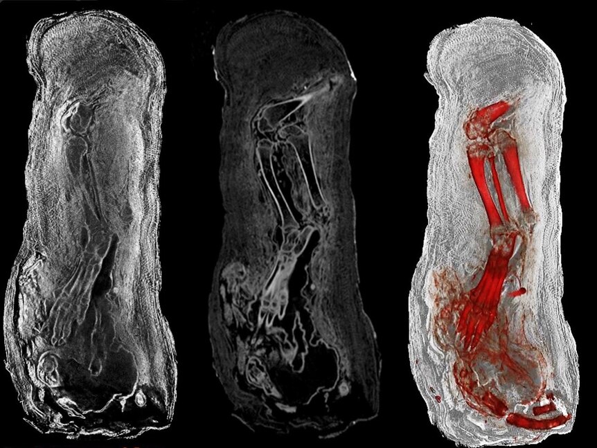 A neutron scan, X-ray and combined neutron and X-ray data of a mummified cat.