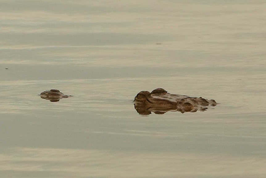 The eyes and snout of a freshwater crocodile are just visible above the brackish water. Close-up