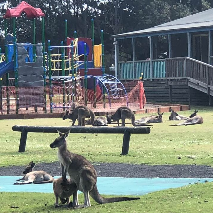A playground covered in netting to stop children touching during COVID-19 lockdown, is surrounded by kangaroo's.