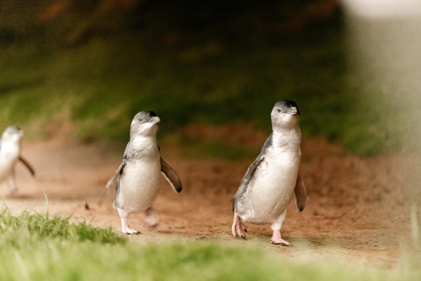 Two penguins walking along a track