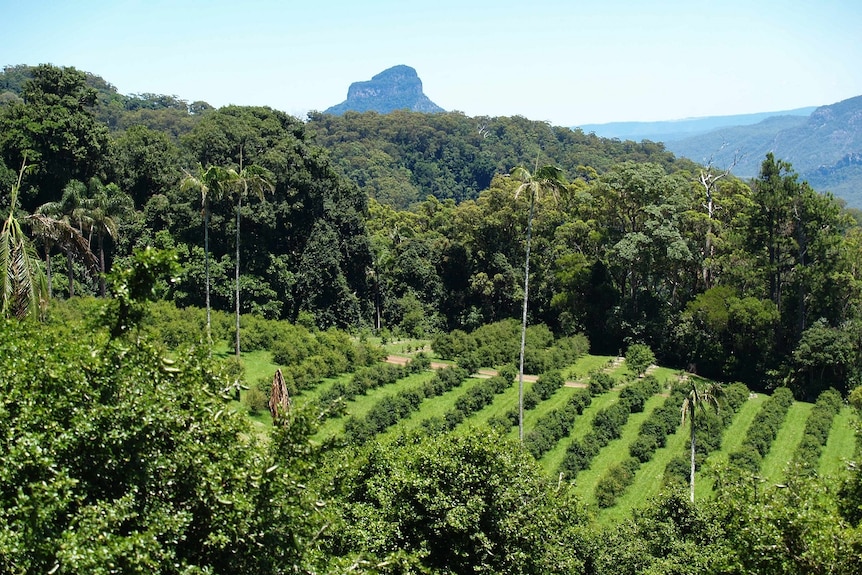 The Lime caviar Company's finger lime farm near Rathdowney, trees are picture with mountains in the background