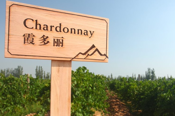 A sign for Chardonnay grapes in English and Chinese, on the edge of a Chinese vineyard.