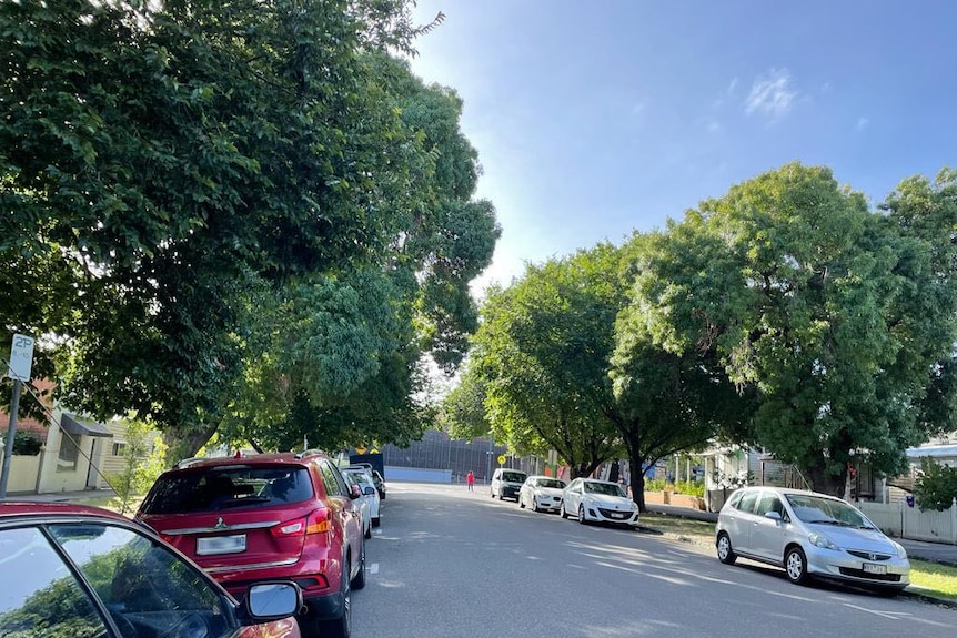 A street with cars parked on either side and large leafy green trees in the nature strip. 