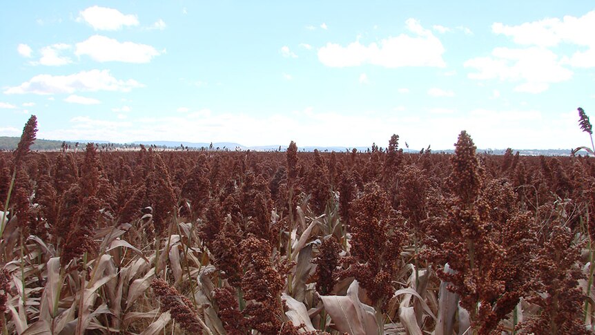 Ripe sorghum crop in a New South Wales paddock