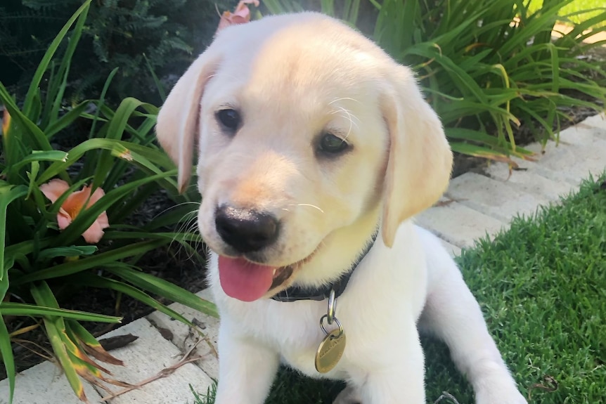 A white Labrador with its tongue out sitting on the grass. 