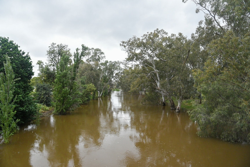 une rivière brune boueuse avec des arbres verts de chaque côté.