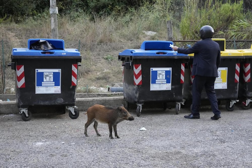 a short wild boar stands between two garbage bins in a parking lot