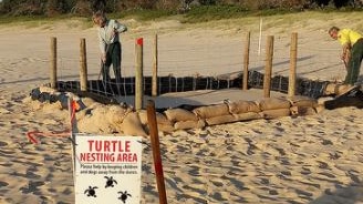 Two men digging a trench around a turtle nest on a beach.