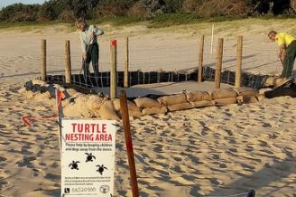 Two men digging a trench around a turtle nest on a beach.