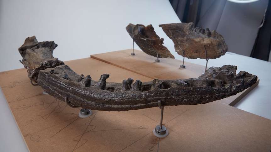 Fossil of large lower jaw bone with teeth