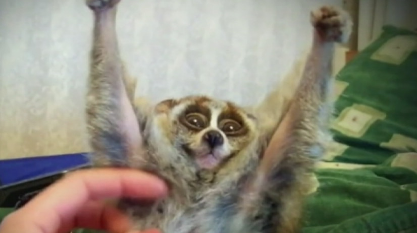 A slow loris is tickled under the arms which he has raised above his head.
