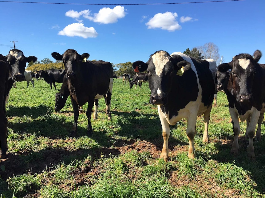 Several black and white dairy cows curiously look at the photographer.