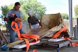 SA Museum staff shifting the huge skull of a female sperm whale