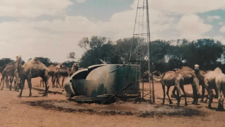 Damaged wind mill in outback and camels standing next to it