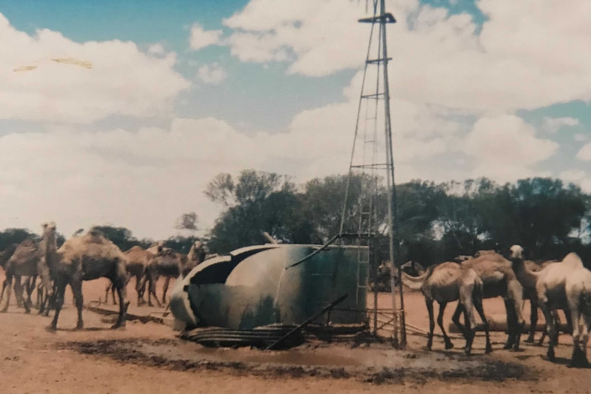 Damaged wind mill in outback and camels standing next to it