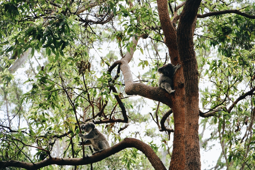 Two koalas are barely visible sitting in a tree.