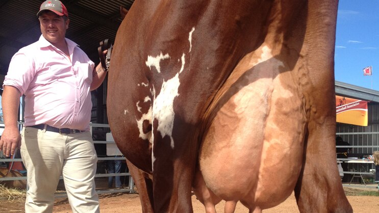 An award winning udder.