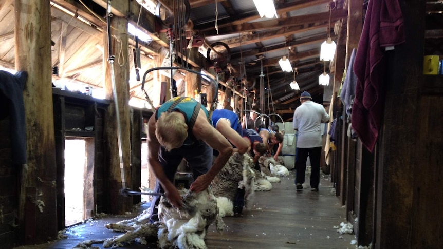 Shearers at work in a NSW shed.
