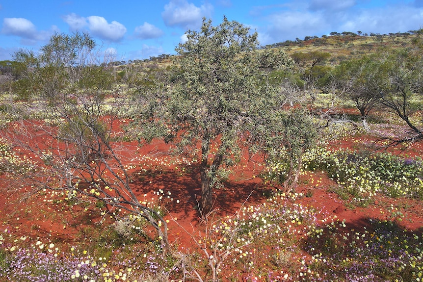 A sandalwood tree growing in red dirt surrounded by wildflowers