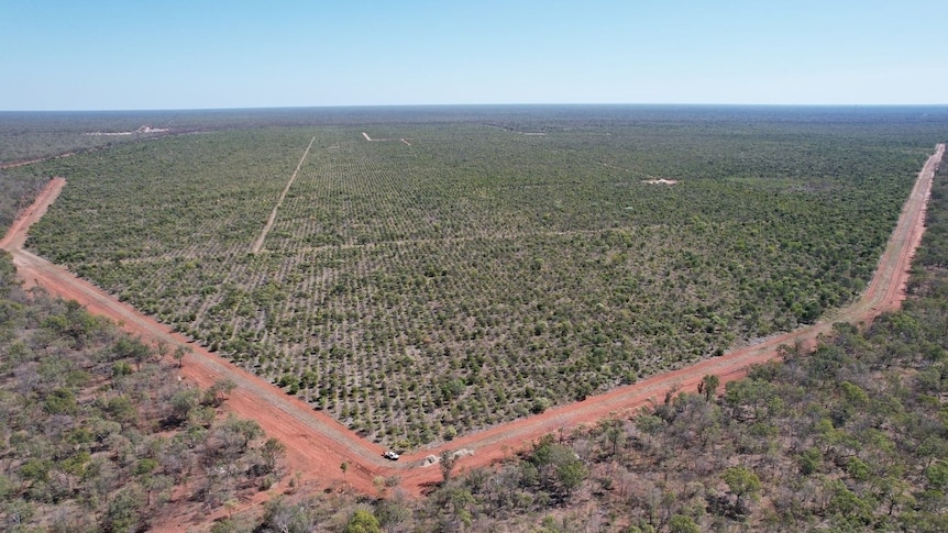 an aerial photo of Indian sandalwood growing in a paddock.