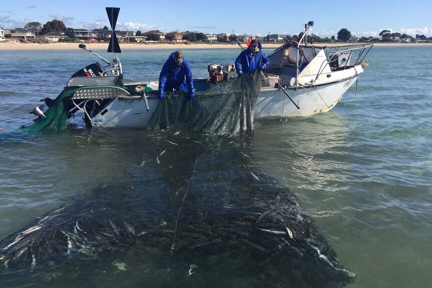 Port Phillip Bay net fishing
