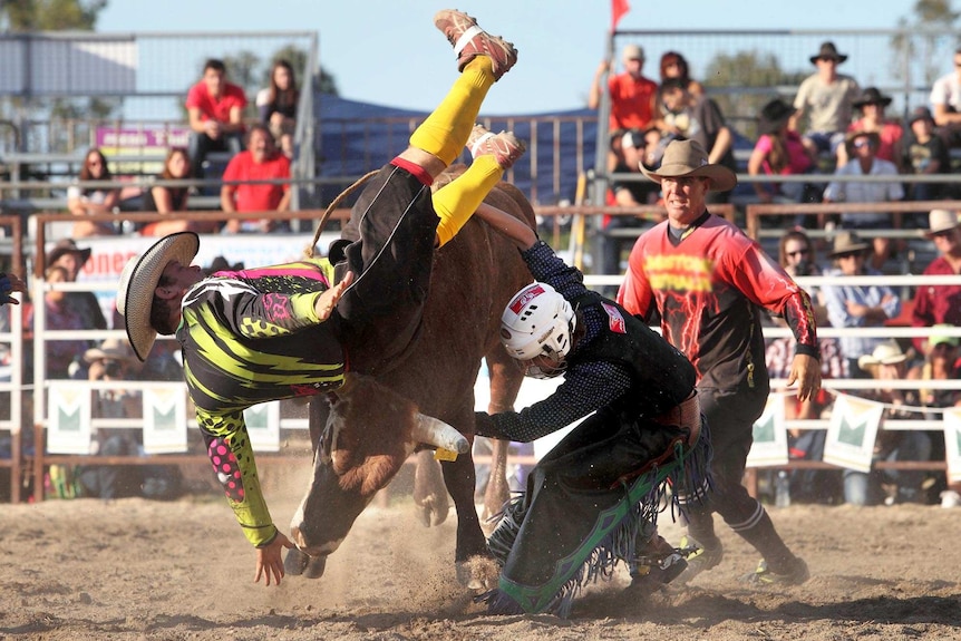 A bull takes out a rodeo clown at the Calliope Rodeo.
