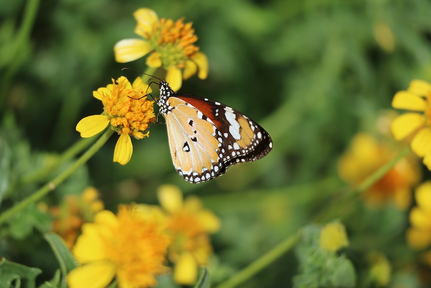 Lesser wanderer butterfly feeding on the nectar from the Sunflower Daisy, Apowollastonia stirlingii.