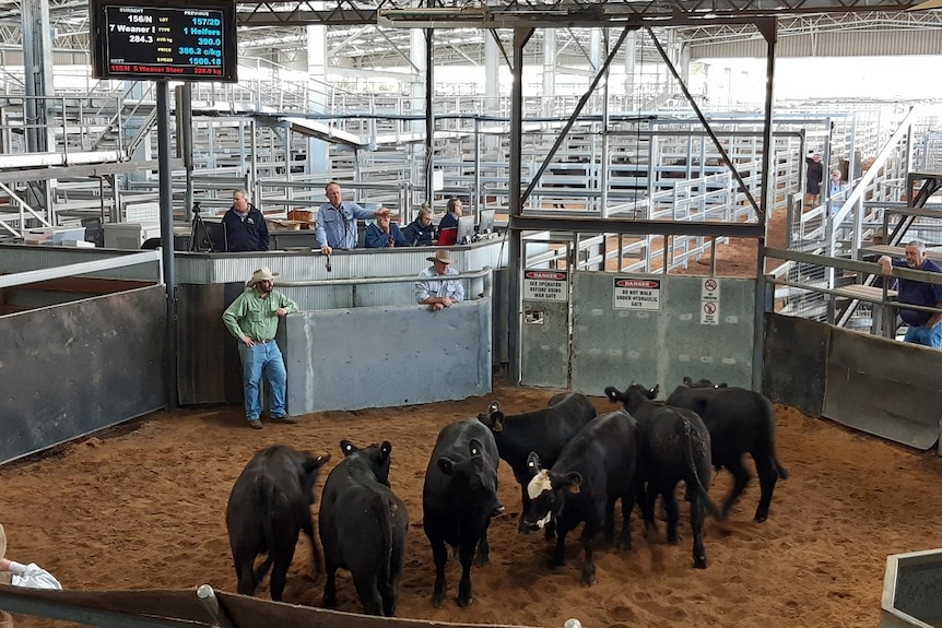 Cattle in a ring are being sold in a ring at Scone with some buyer looking at them via a streaming video service.