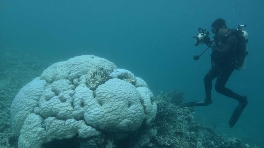 Coral bleaching on the Great Barrier Reef