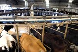 Milking shed at Woolnorth's River Downs dairy farm