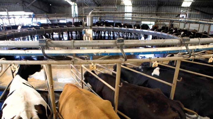 Milking shed at Woolnorth's River Downs dairy farm