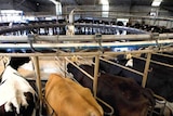 Milking shed at Woolnorth's River Downs dairy farm