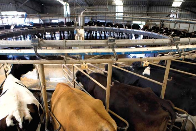 Hangar de traite à la ferme laitière de Woolnorth's River Downs