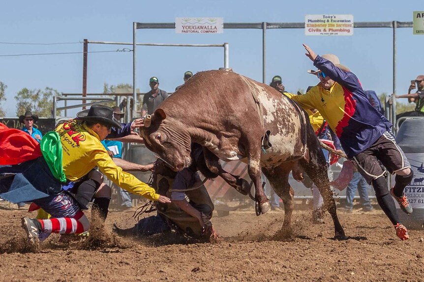 Rodeo clowns at Halls Creek try to free a trapped rider.