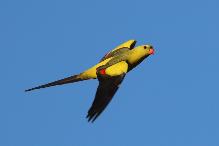 A parrot with a yellow body and black wings and black tail flies through the air