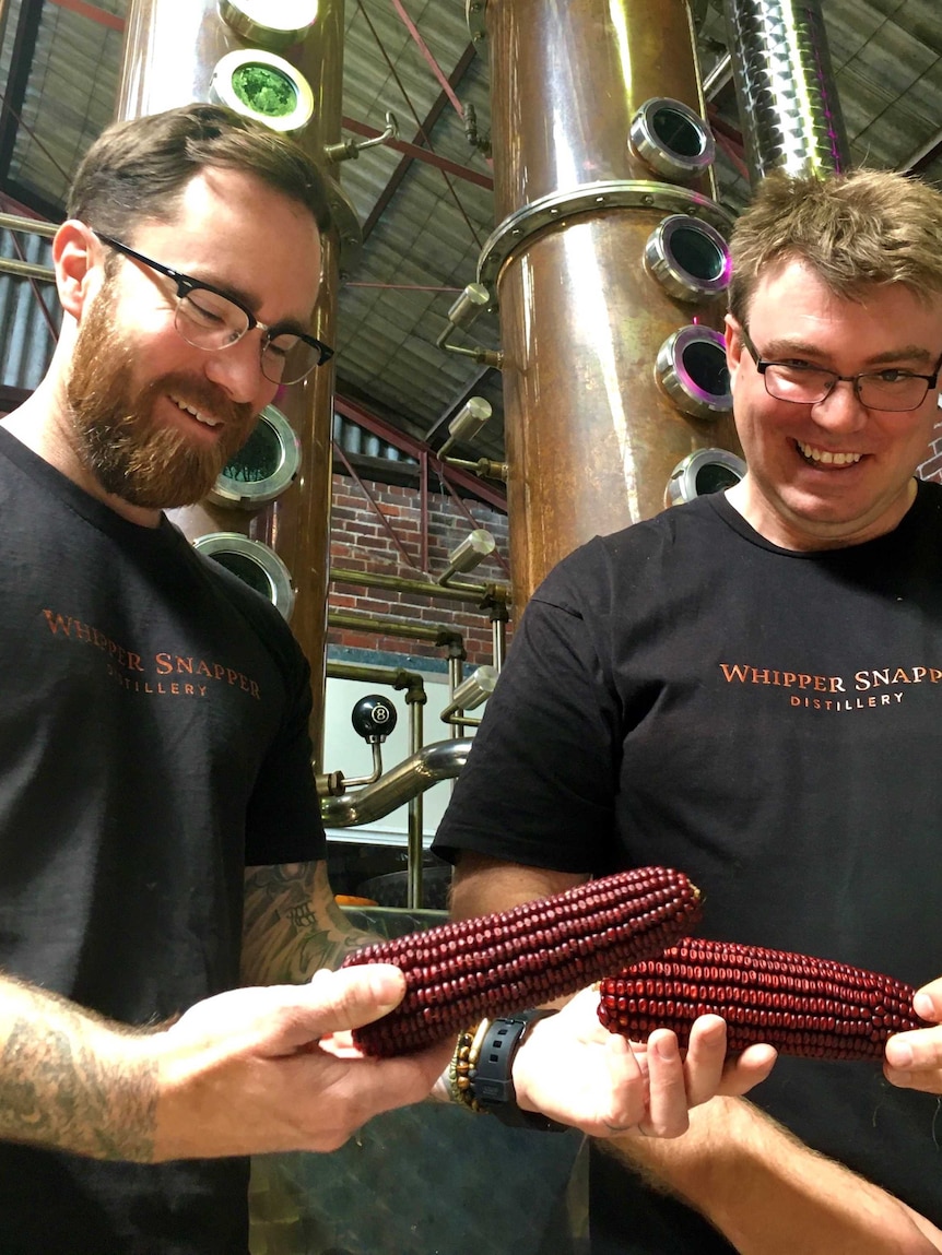 Two men looking down at red corn cobs they are holding in distillery