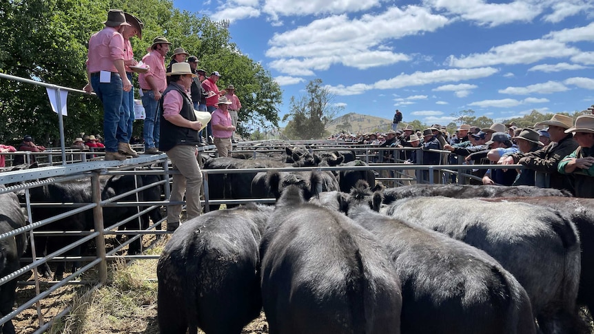 Agents in pink shirts, selling angus cattle in a high country saleyard.