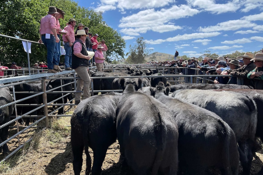 Agents in pink shirts, selling Angus cattle in a high country saleyard.