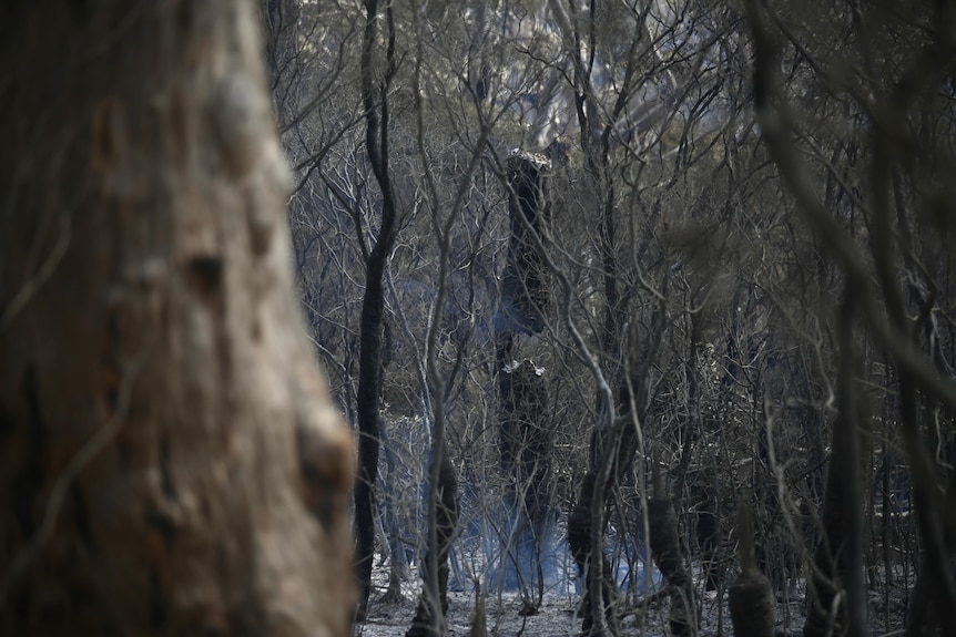 burnt trees on a charred bushfire fireground
