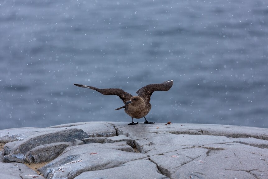 A skua bird with wings spread landing on a rock.
