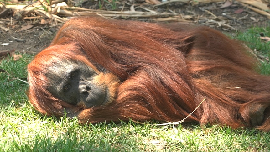 An orangutan lays on its side in a grassy patch.