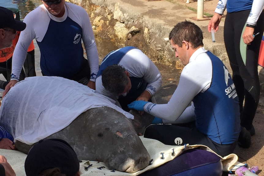 Marine experts assess a 400 kilogram dugong at Merimbula Lake on the New South Wales far south coast