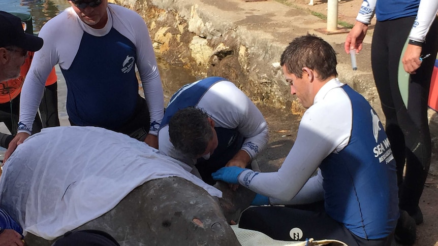 Marine experts assess a 400 kilogram dugong at Merimbula Lake on the New South Wales far south coast