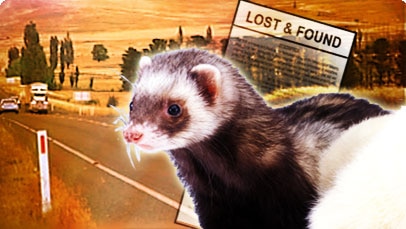Collage of a ferret, a Lost & Found notice behind and a stretch of Australian bush road in the background.