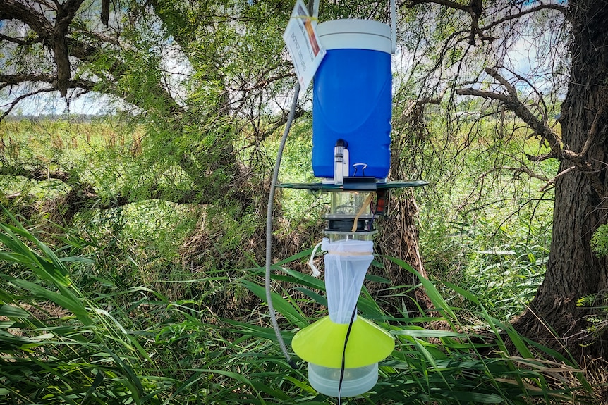 blue mosquito trap hanging on tree