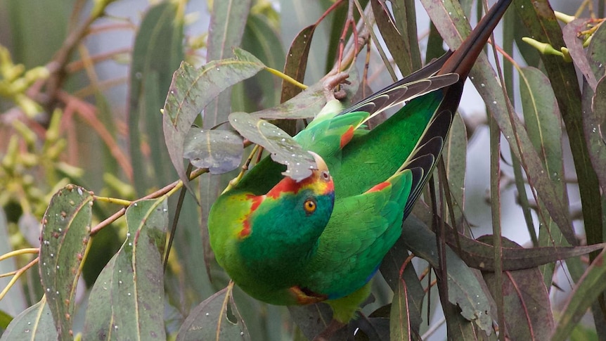 A green, red and yellow swift parrot in a tree