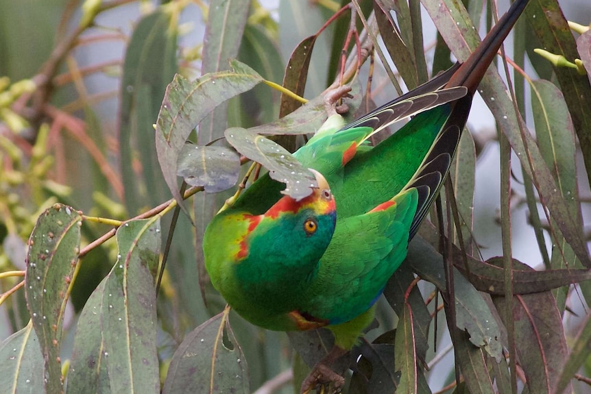 A green, red and yellow swift parrot in a tree