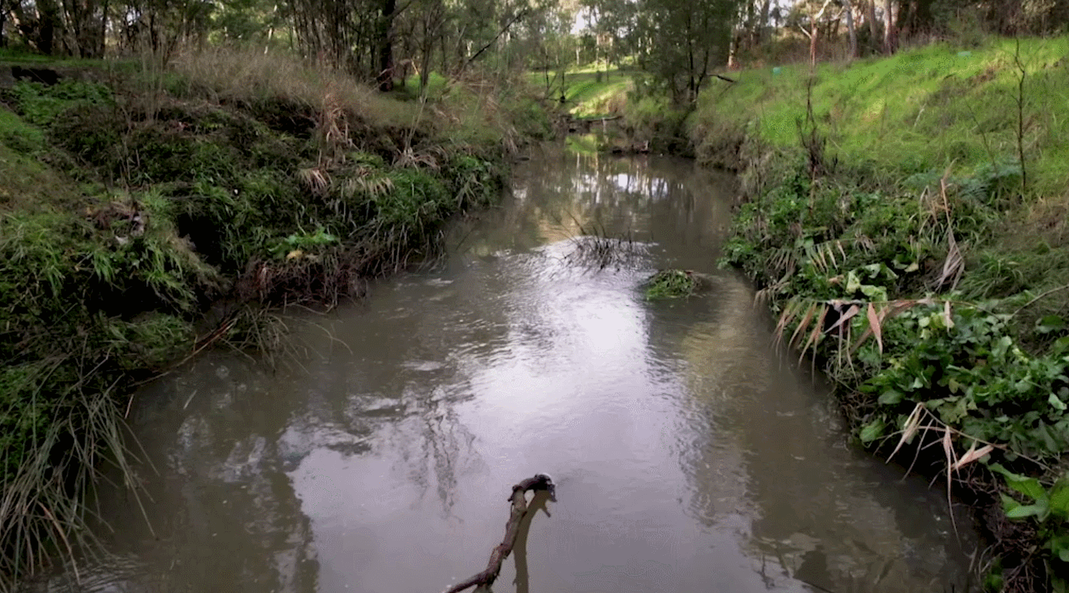 Looping video of flowing creek waters surrounded by grass and trees